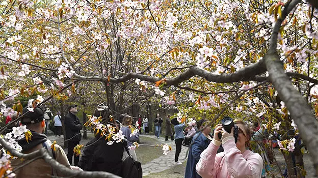 5 локаций в Москве, где можно полюбоваться цветущей сакурой