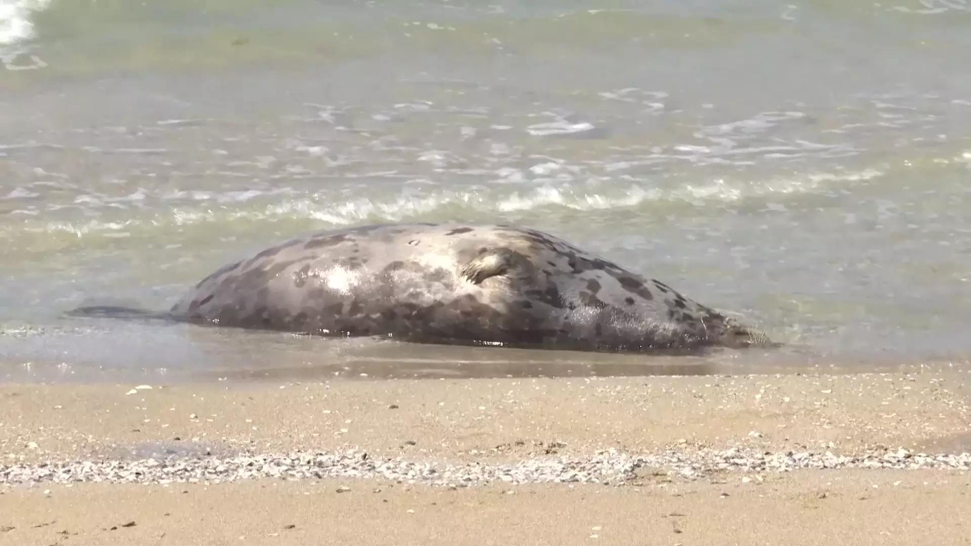 Почти 80 мертвых тюленей обнаружили на побережье Каспия