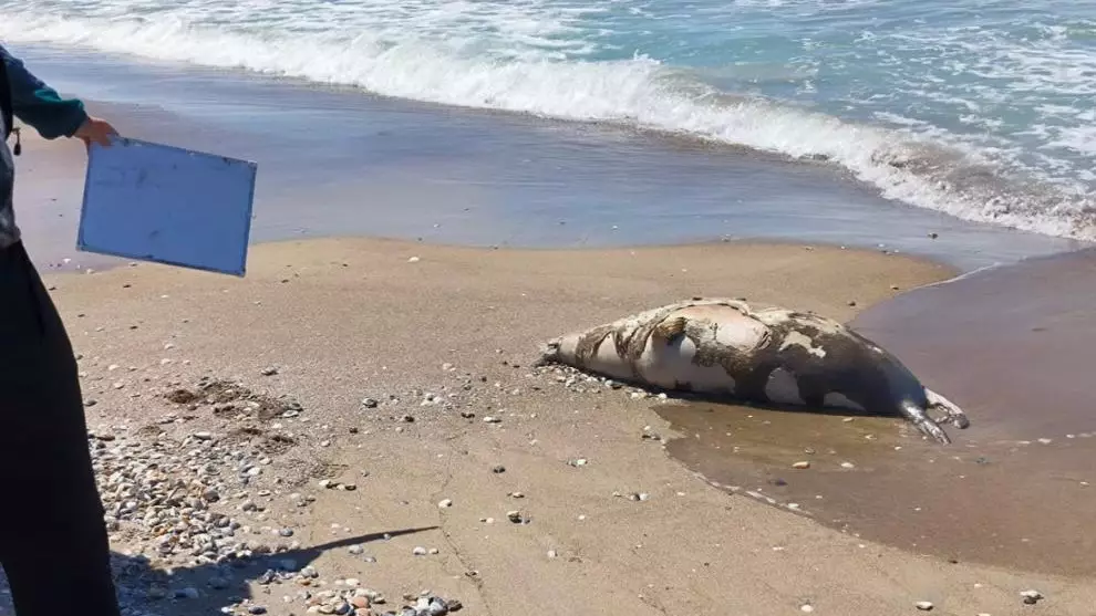 79 мертвых тюленей вынесло на берег Каспия