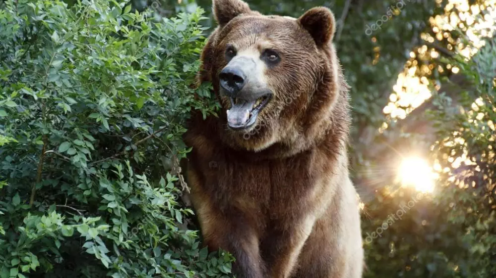 Мастер каратэ смог отбиться от медведей в Японии