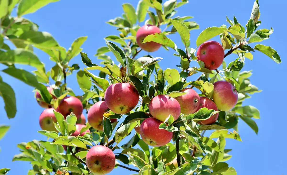 В Алматы посадка яблоневых садов будет транслироваться в онлайн-режиме