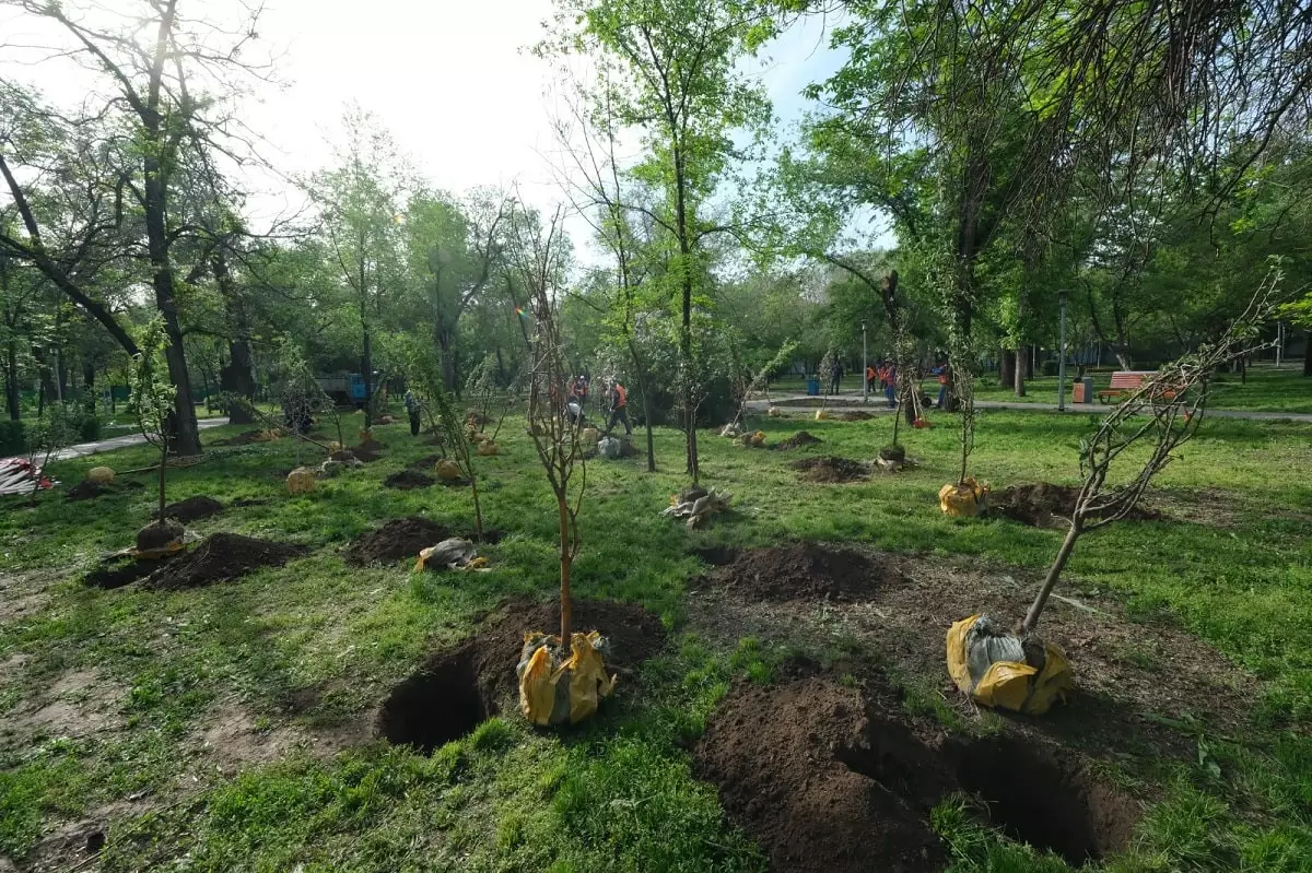 LIVE: В Алматы массово высаживают яблони и лиственные деревья 