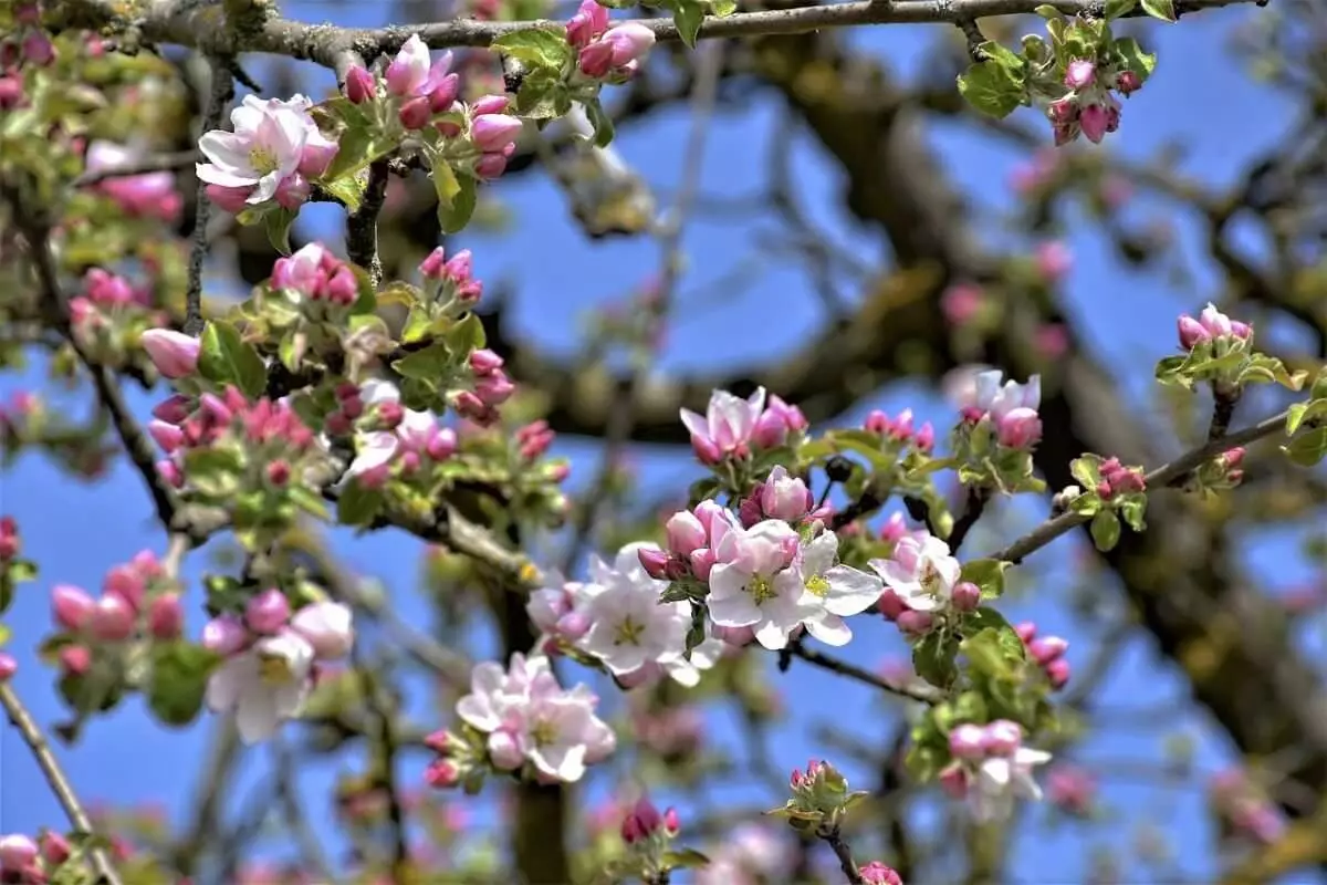 Тысячи  яблоневых деревьев высадили в Алматы