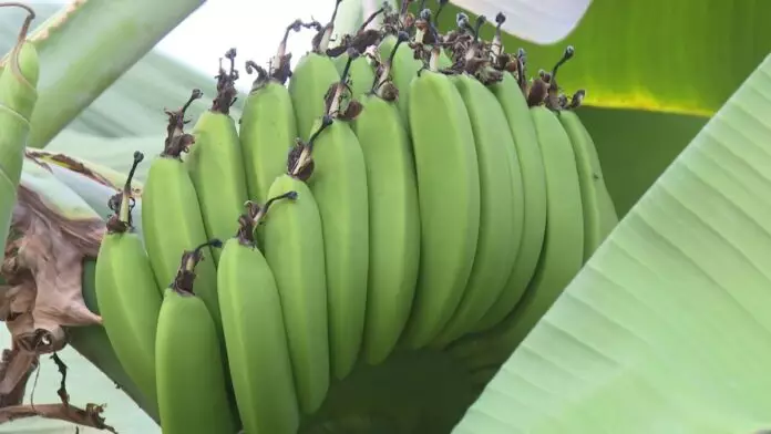 В Туркестанской области созрел первый в этом сезоне урожай бананов