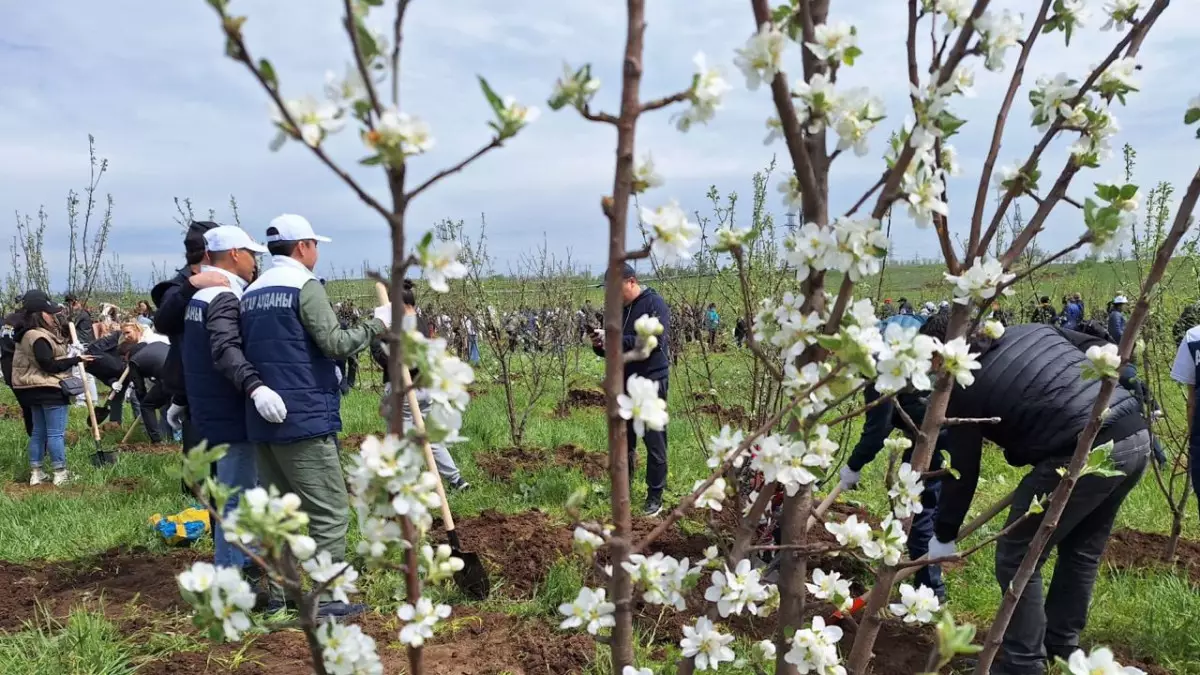 Казахстанские звёзды приняли участие в массовой посадке яблонь в Алматы