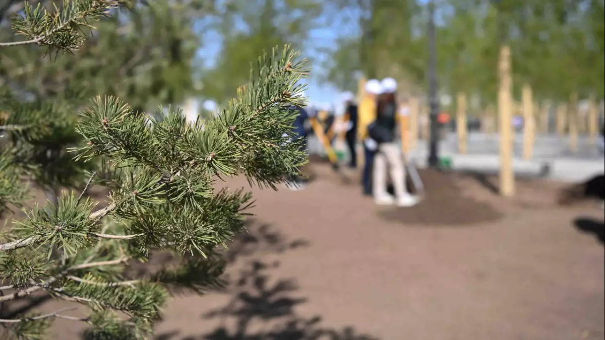 Свыше 123 тысяч молодых деревьев высадят в Восточном Казахстане