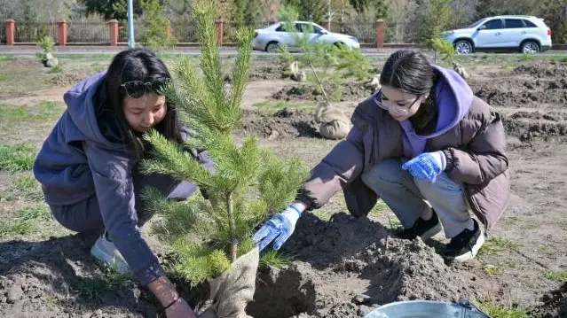 20 тысяч зеленых насаждений планируют высадить в этом году в Павлодаре