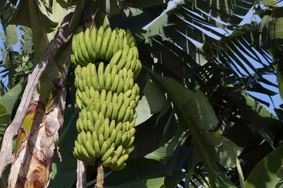 Первый урожай бананов в промышленных масштабах созрел на юге Казахстана (ВИДЕО)