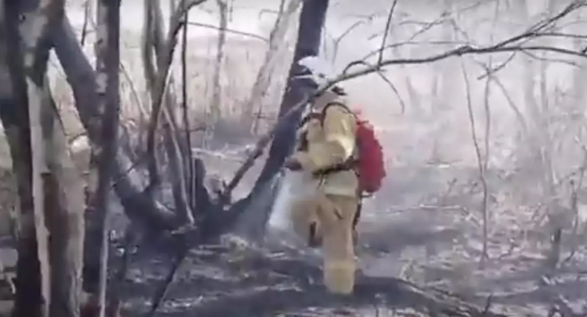 Лесной пожар потушили в области Абай