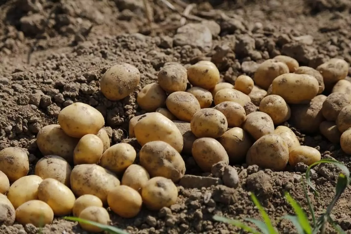 Проблемы со сбытом возникли у костанайских фермеров из-за дешевого картофеля из РФ