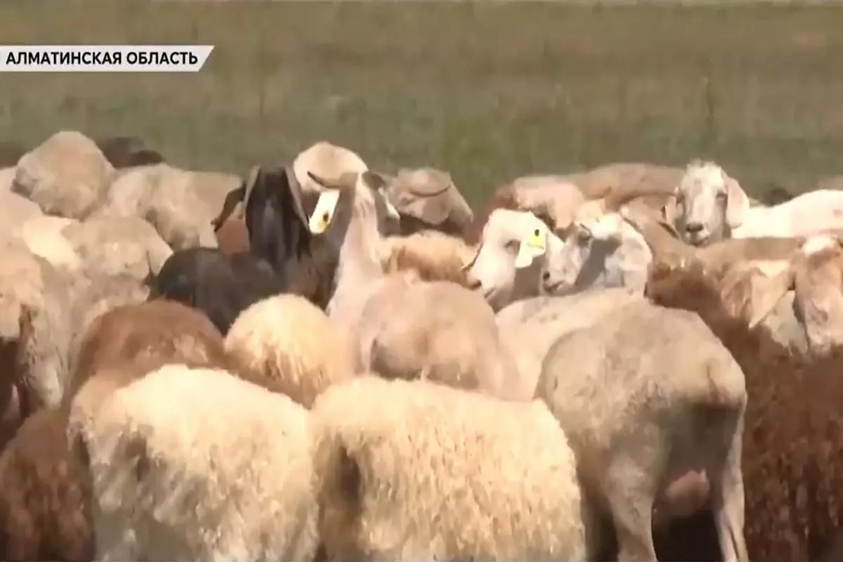 Казахстанские животноводы пытаются сохранить дегересскую породу овец
