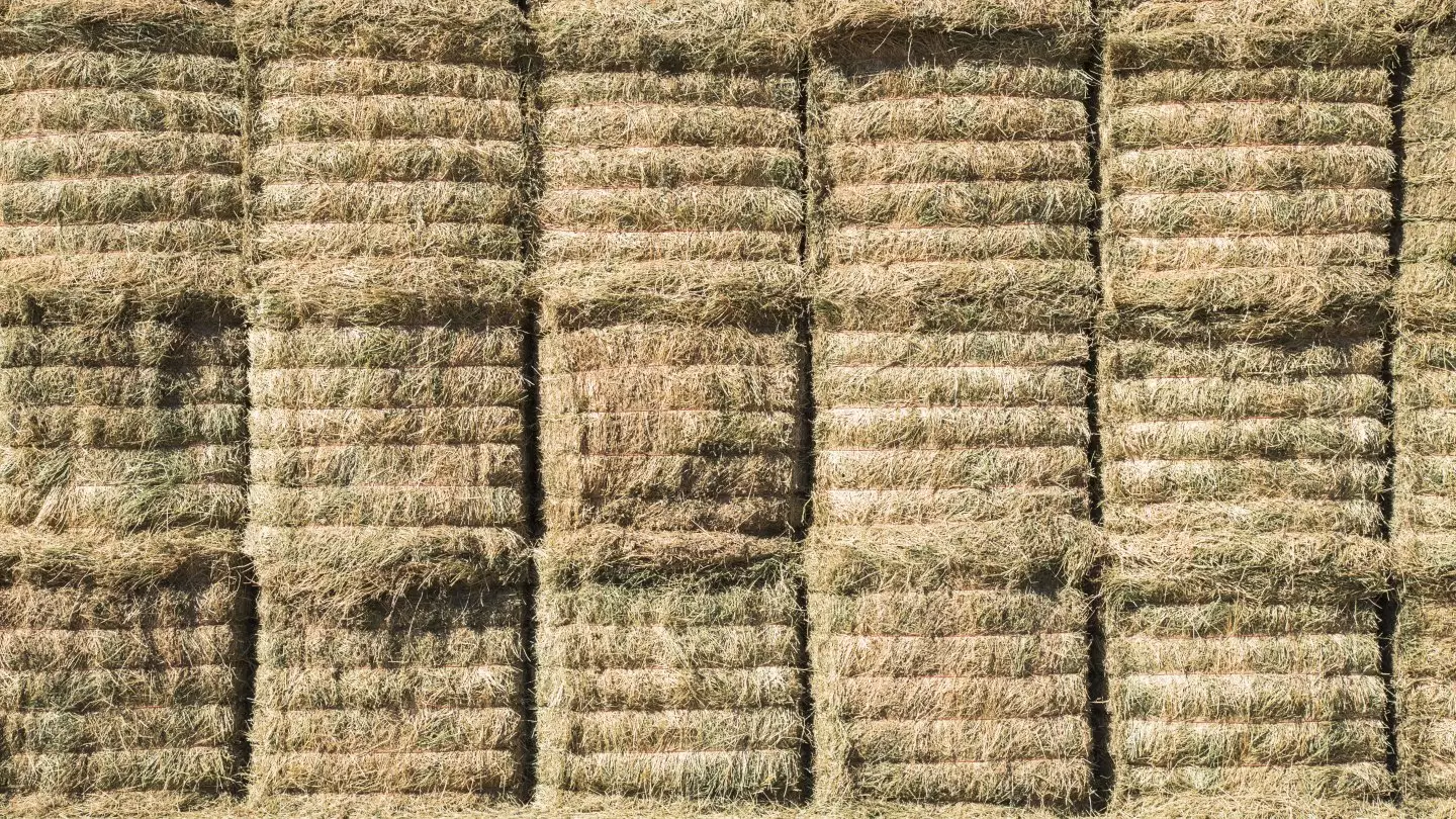 В Атырауской области горят сотни тонн сена  