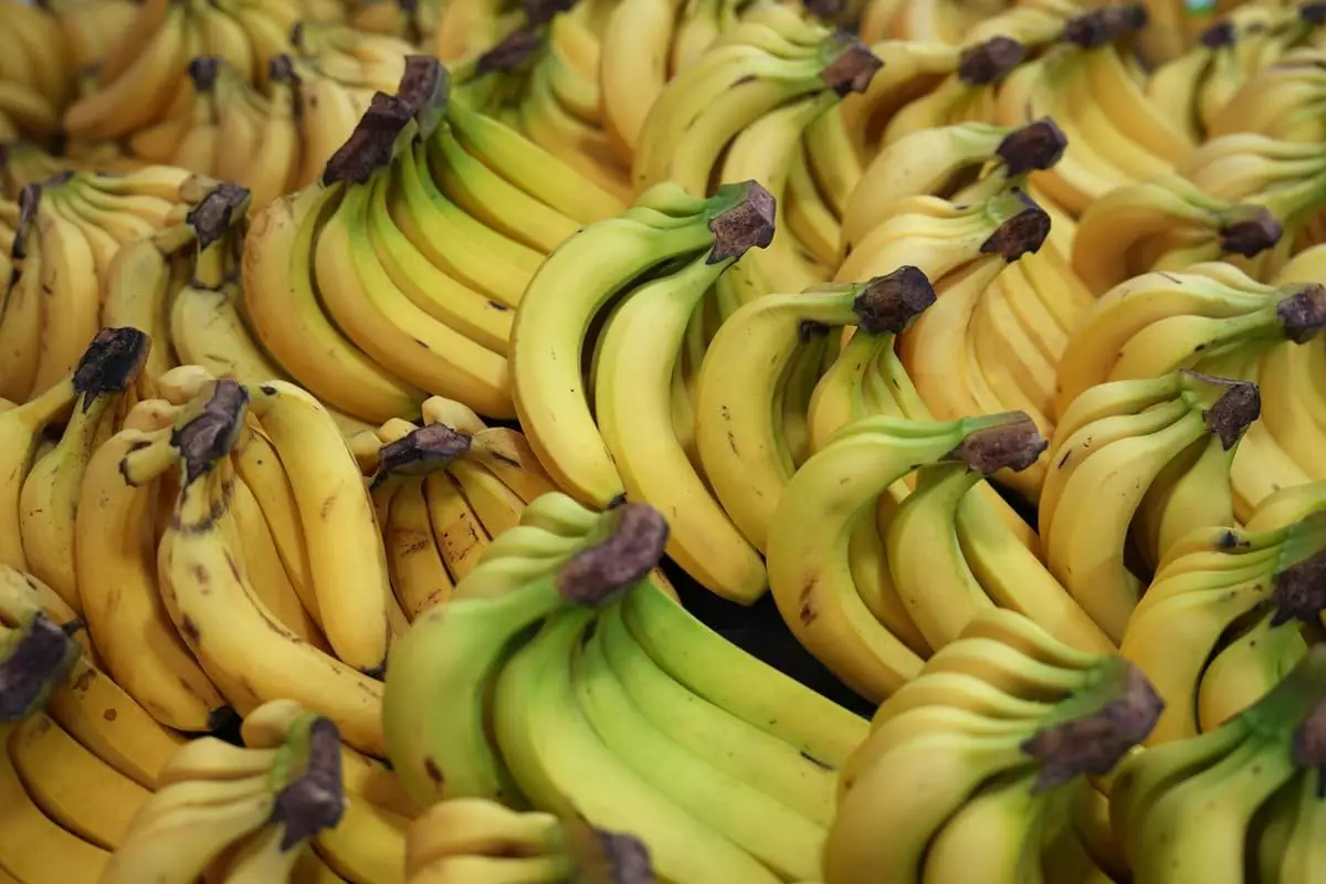 Первый урожай бананов в промышленных масштабах созрел в Казахстане