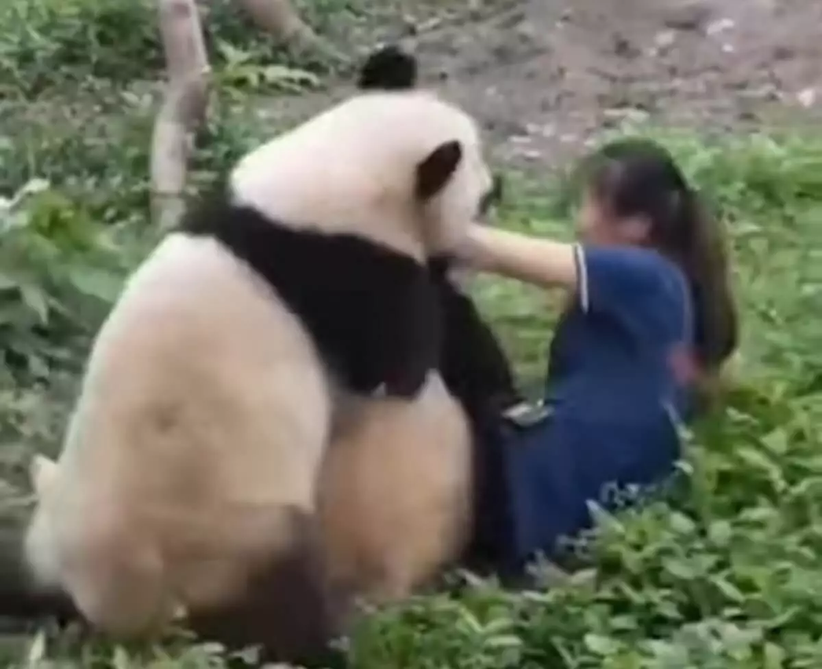 Панды напали на человека в зоопарке Чунцина в Китае
