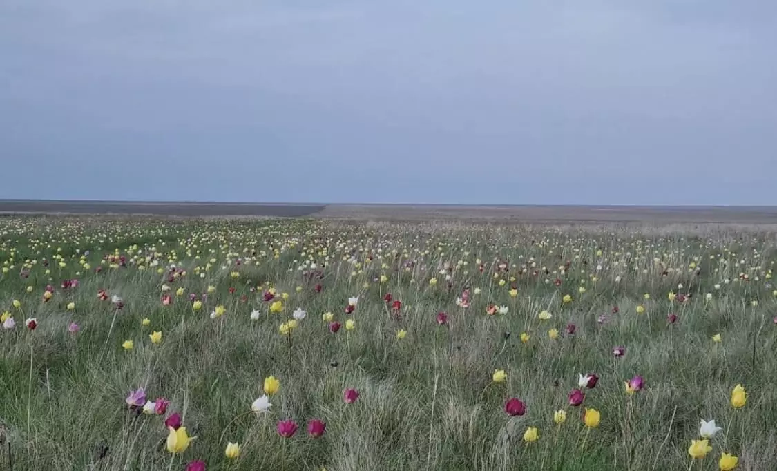 Разноцветные тюльпаны зацвели в костанайских степях