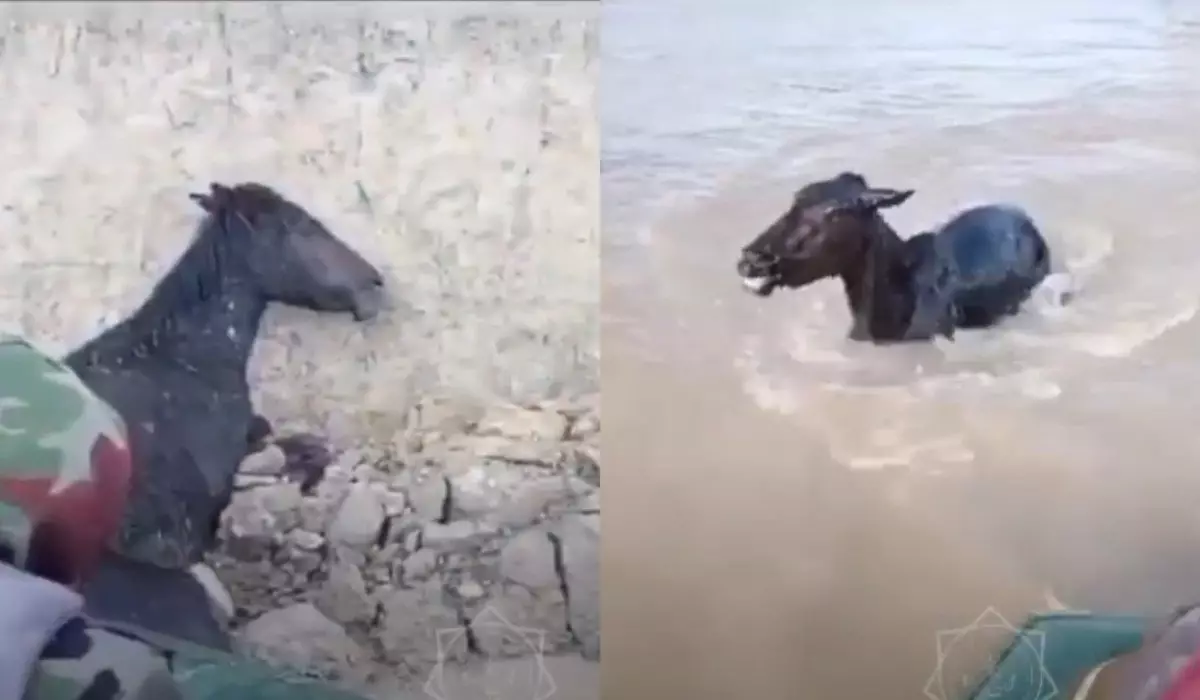 Спасение упавшего со скалы жеребца сняли на видео в Атырау