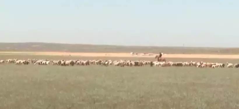 Исчезающую породу овец пытаются сохранить в Казахстане