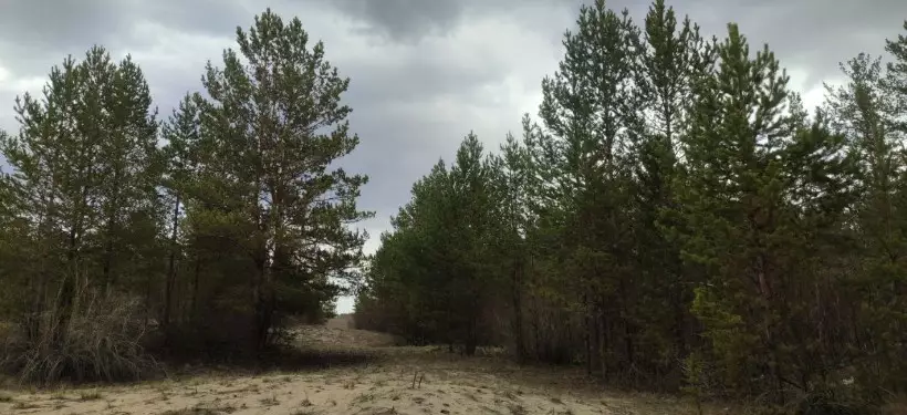 "Берегите лес, берегите природу!": обращение опубликовал лесной резерват области Абай