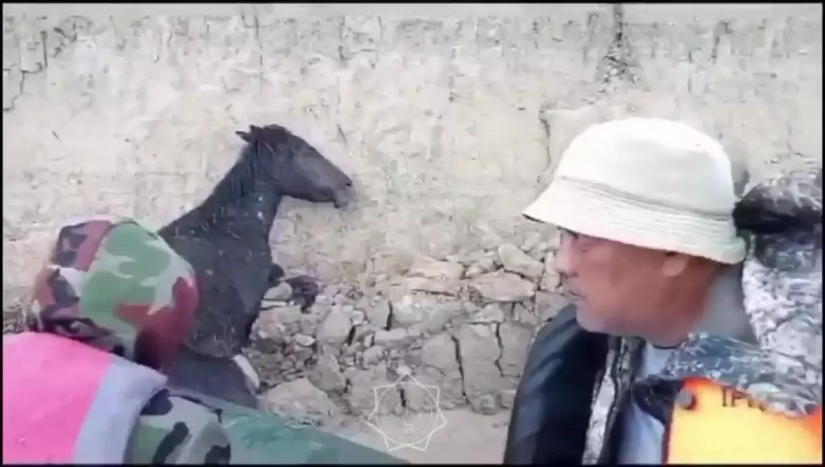 Жеребенок сорвался со скалы в воду в Атырауской области