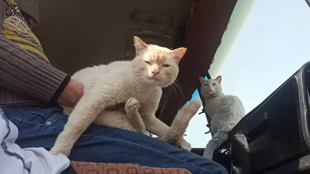Камаз-"ковчег": пострадавшие от паводка супруги вместе с котами живут в грузовике