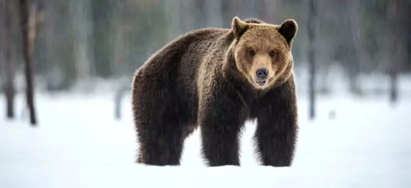 Прогулку бурового медведя сняли на камеру в ВКО