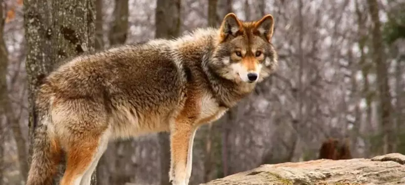 "Кидался и укусил человека": волк проник в один из домов в ВКО