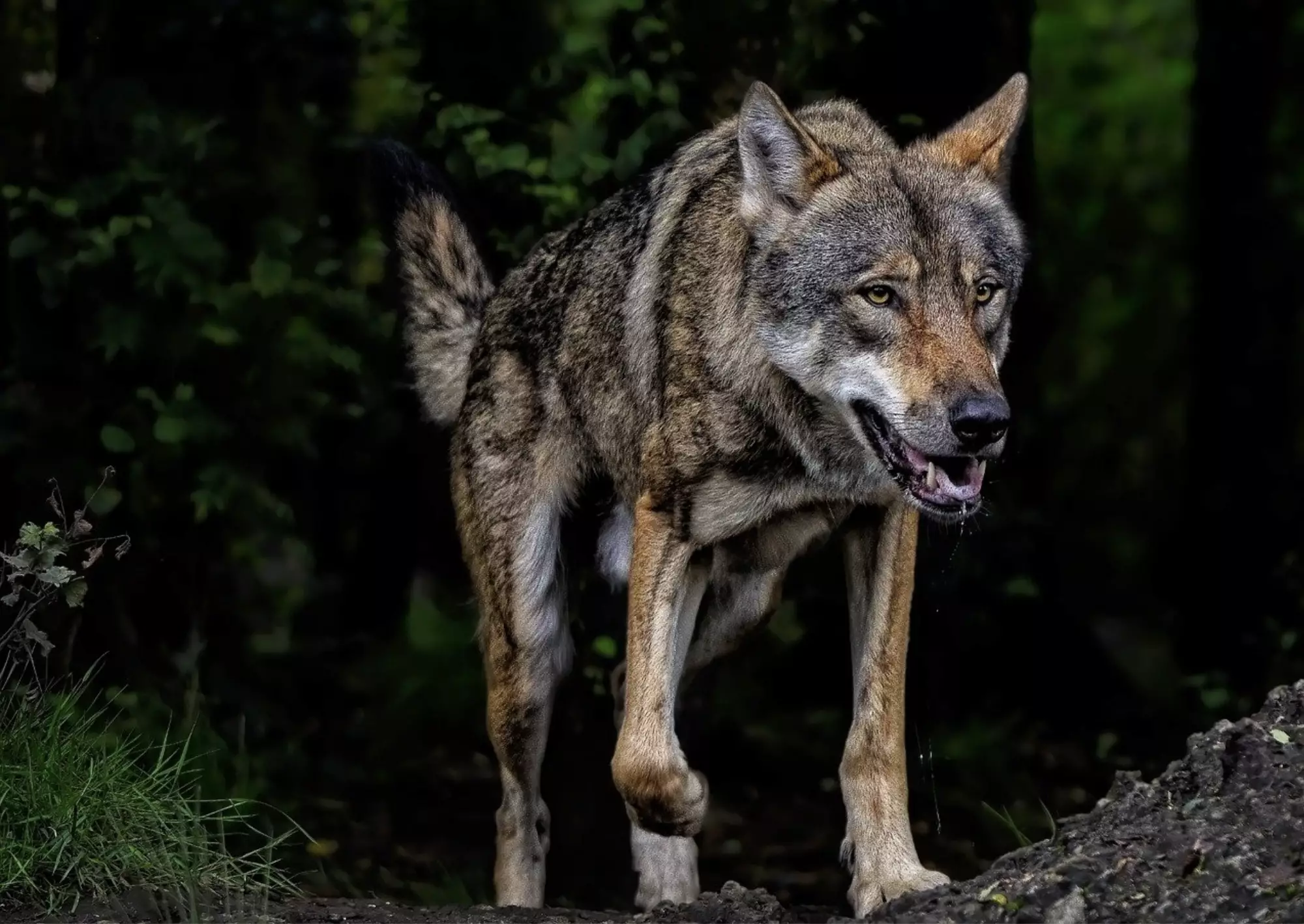 Волк напал на жителей частного дома в ВКО
