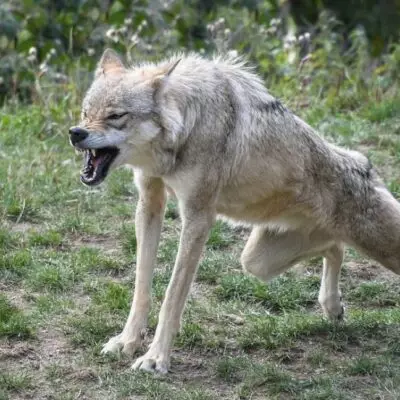 Волк напал на людей в частном доме ВКО