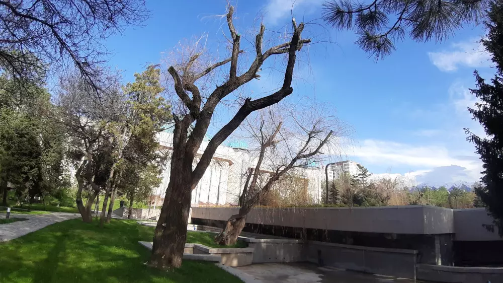 "Жалко ивы" - Реконструкция сквера у Центрального музея ужаснула алматинцев
