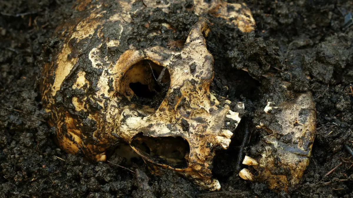 Человеческим останкам, найденным в ВКО, более 100 лет