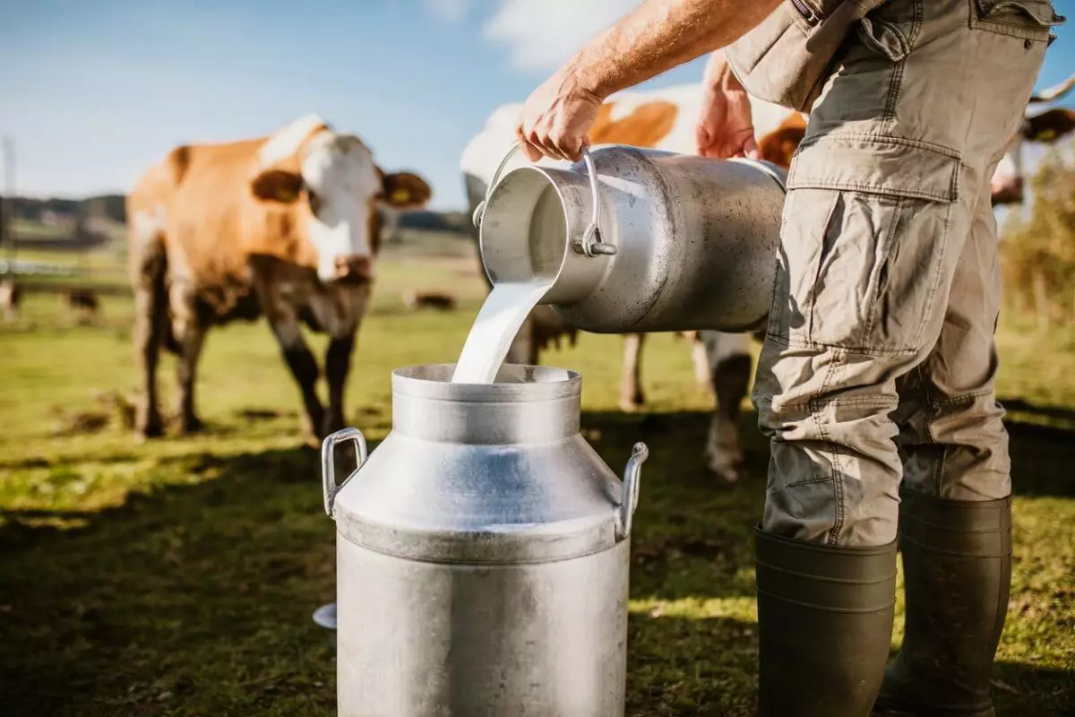 Переработчики молока отказываются закупать сырье отечественных компаний