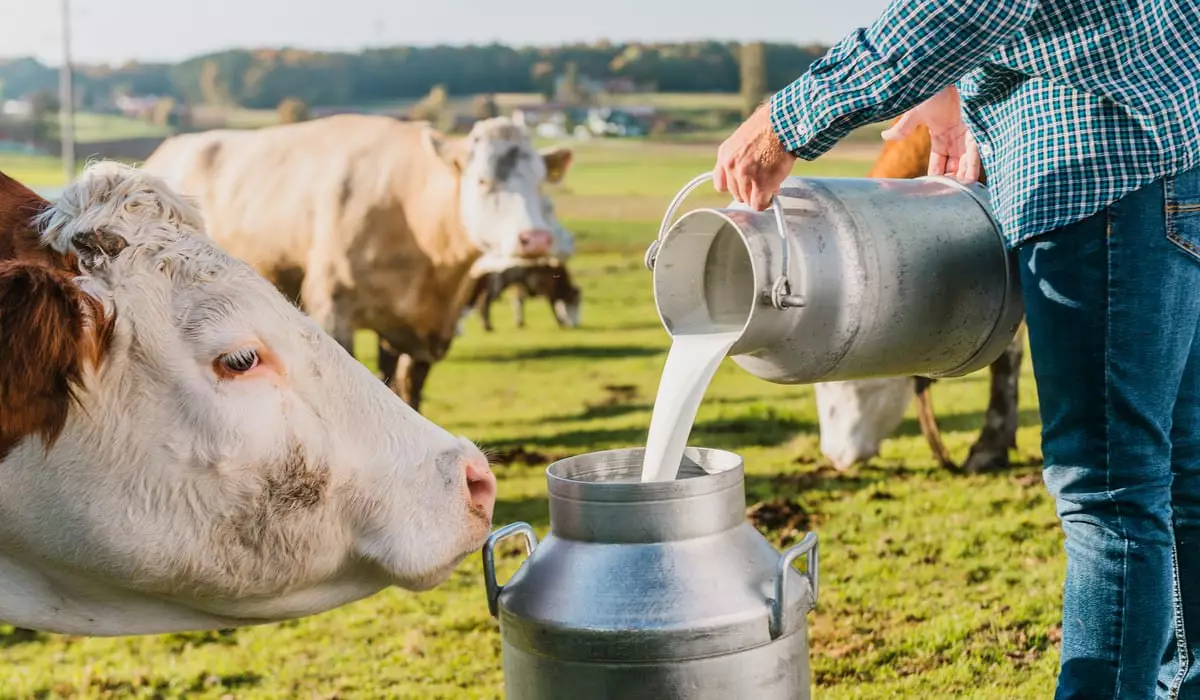 «Фермеры вынуждены выливать молоко на улицу»: на засилье импорта в магазинах обратили внимание депутаты