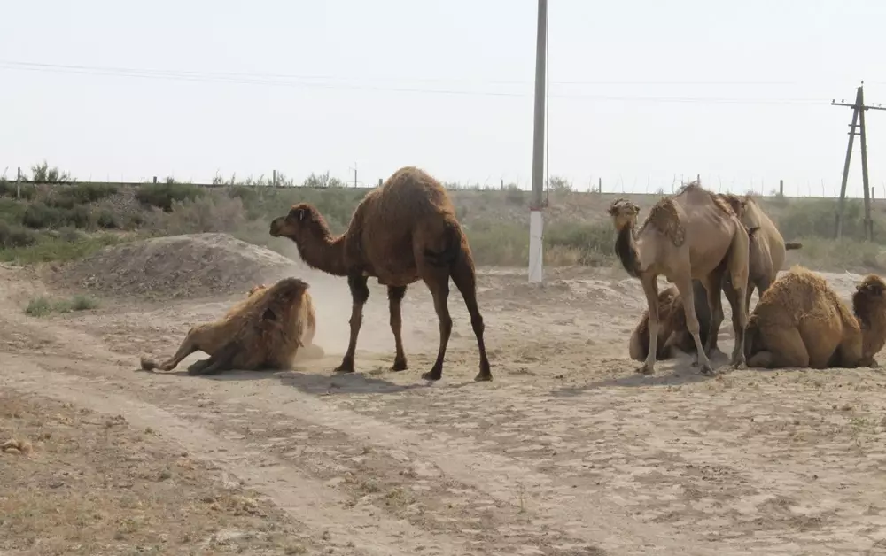 Падеж верблюжат в Мангистау: фермеры просят помощи в борьбе с клещами