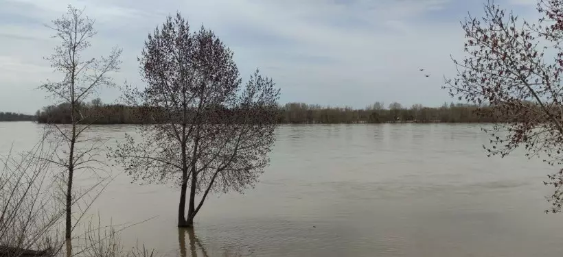 Уровень воды в реке Жайык продолжает расти в Атырауской области