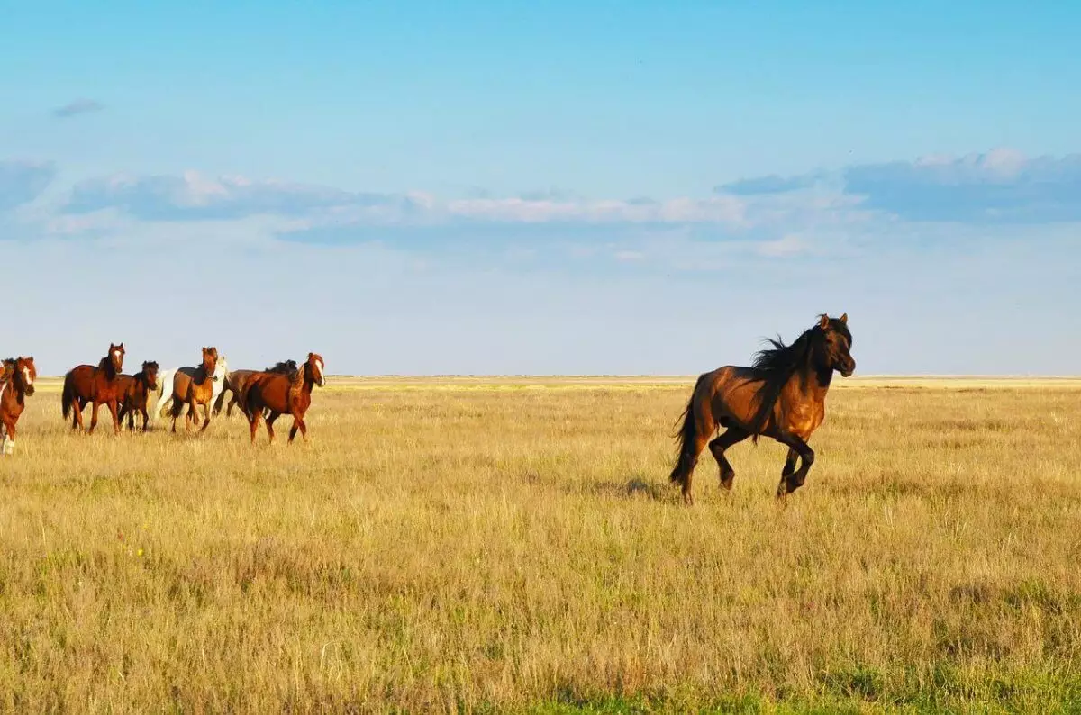 Табун лошадей спасли из воды в Западно-Казахстанской области (ВИДЕО)
