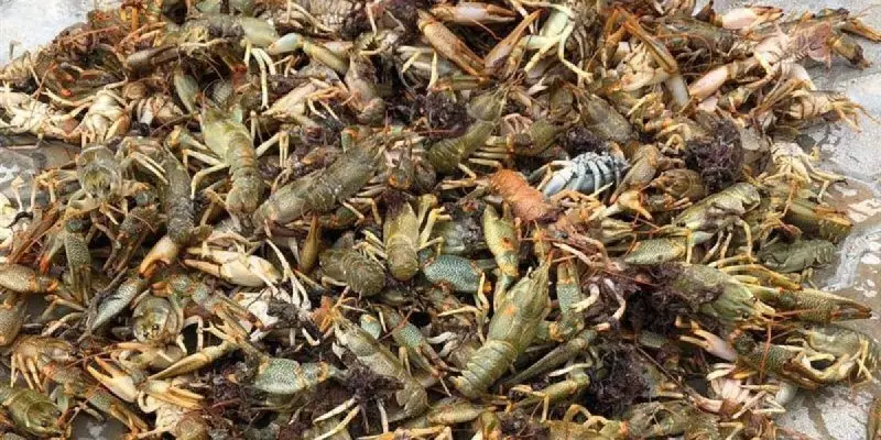 В водосбросном канале Мангистау нашли массу мертвых раков