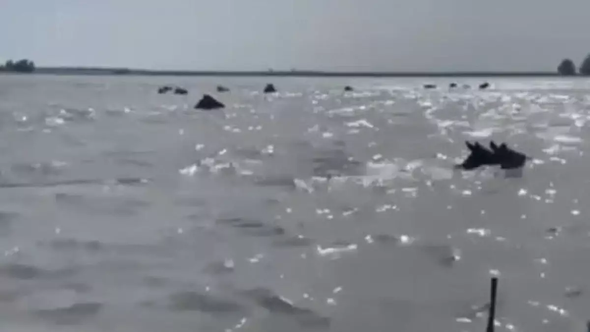 Батыс Қазақстан облысында бір үйір жылқы суға батып кете жаздады (ВИДЕО)