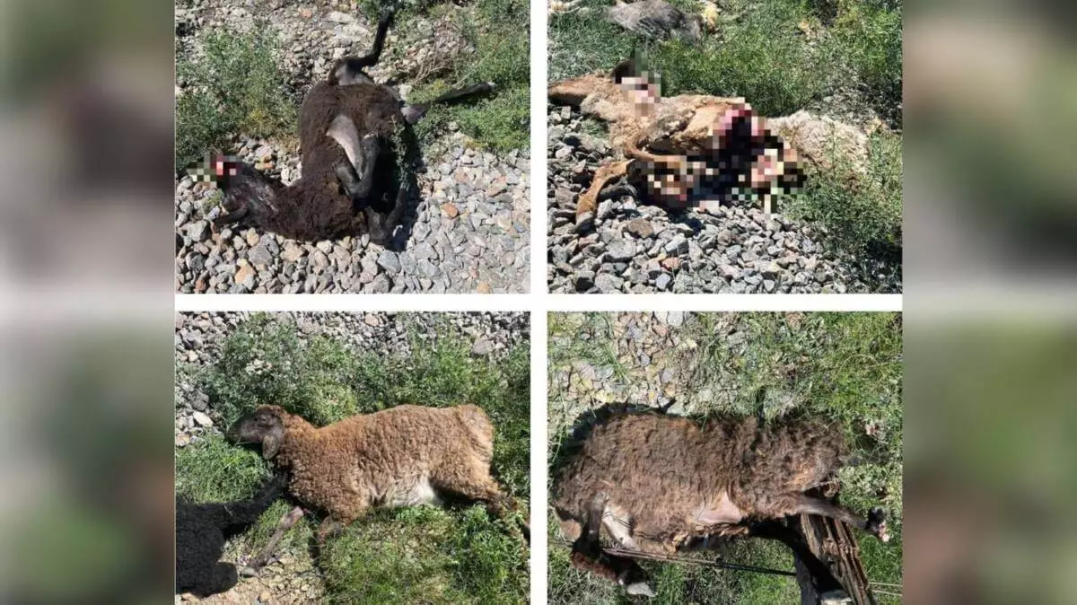 Отара овец попала под грузовой поезд в Кызылординской области