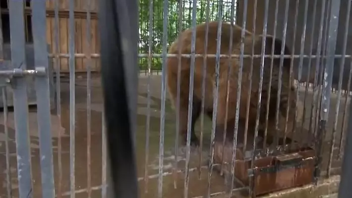 Эвакуированные животные вернулись в зоопарк Уральска