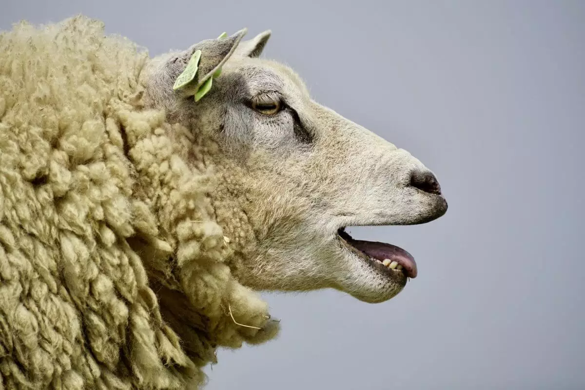 11 овец сбил грузовой поезд в Кызылординской области