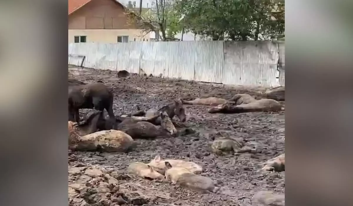 Живых, умирающих и мертвых животных во дворе дома сняли на видео в Алматинской области