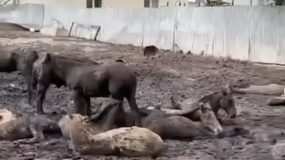 Жуткое видео с животными сняли в поселке под Алматы
