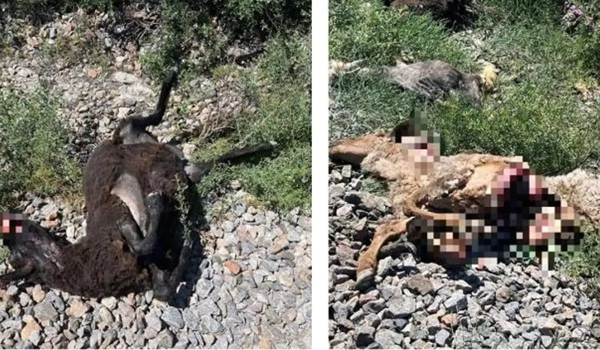 Грузовой поезд сбил отару овец в Кызылординской области