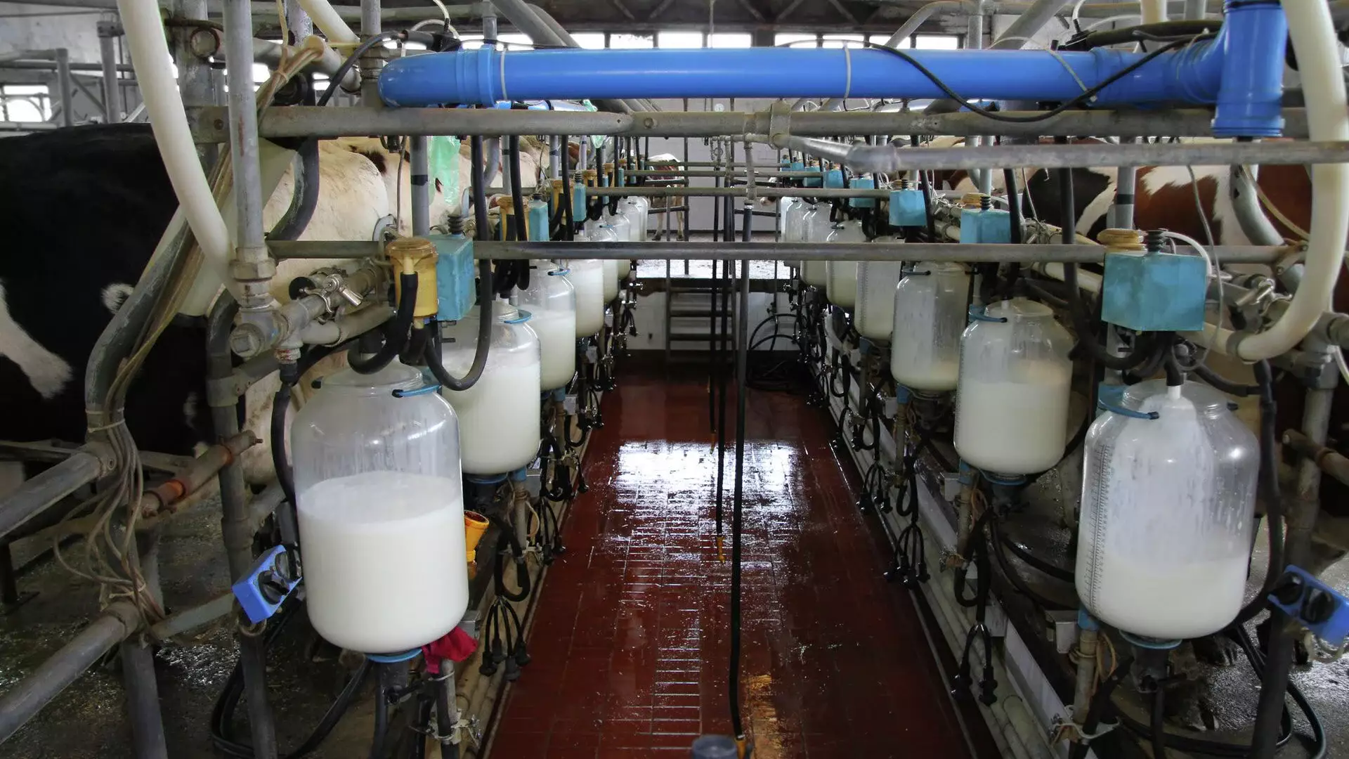 Мы все проспали: о катастрофической ситуации на молочном рынке для местных производителей