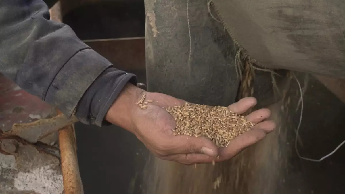 Затопило склады с семенами и поля: посевы пшеницы сократят в Костанайской области