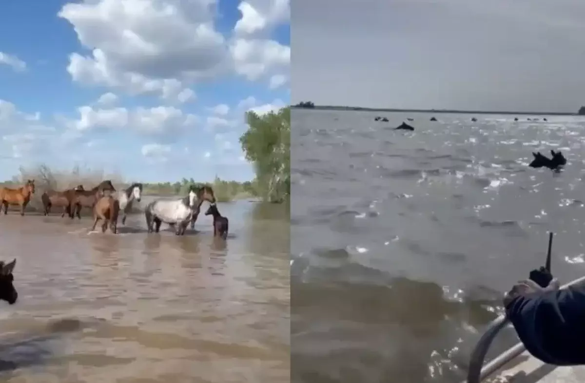 Сотни лошадей едва не ушли под воду в ЗКО