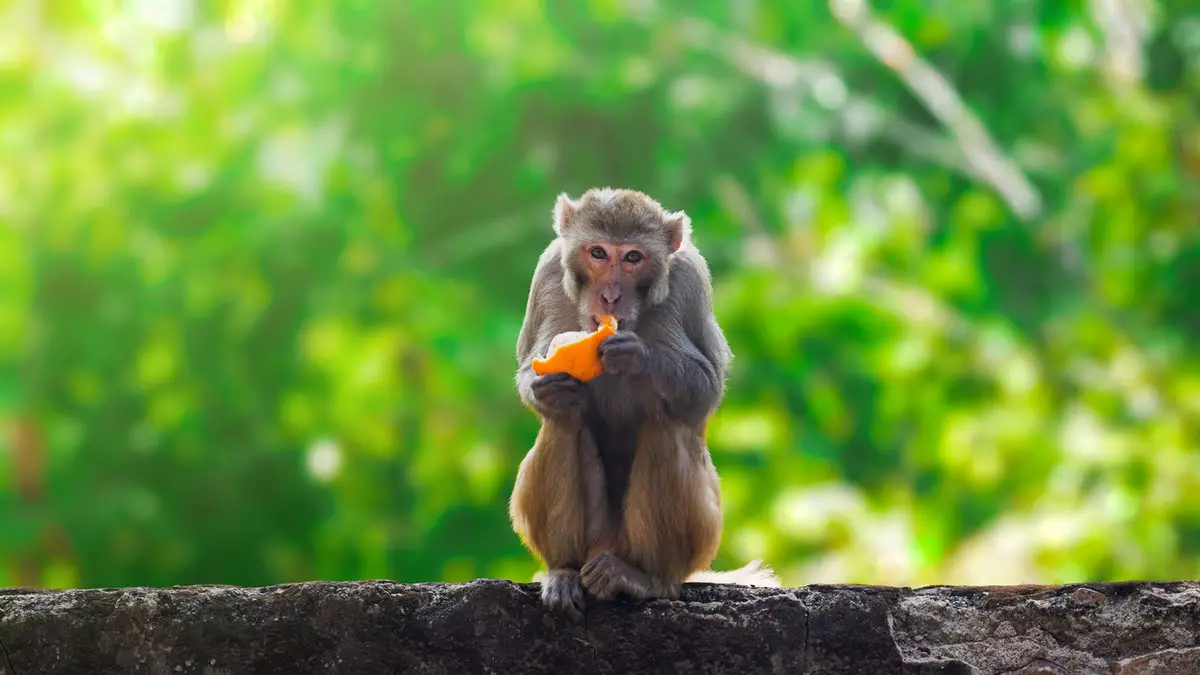 Обнаружено более 240 заражений новым штаммом оспы обезьян