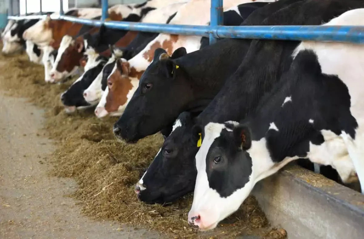 Почти 2,5 тыс скота погибло из-за паводка в ЗКО