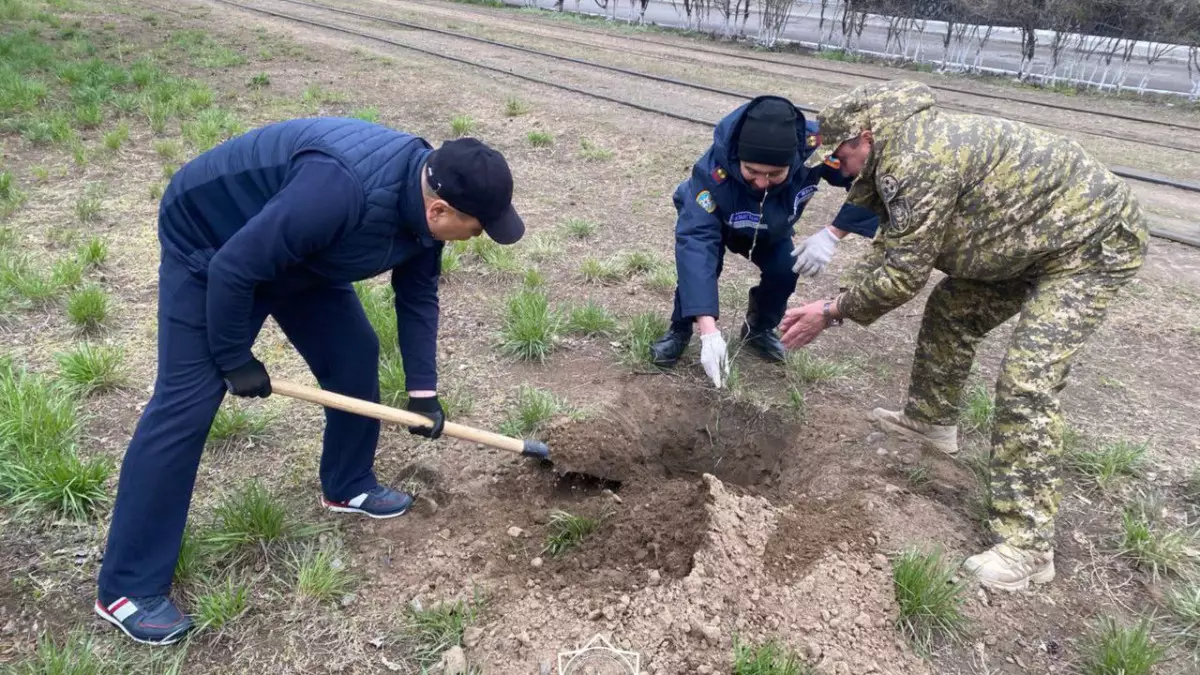 Порядка тысячи молодых деревьев высадили спасатели Павлодарской области