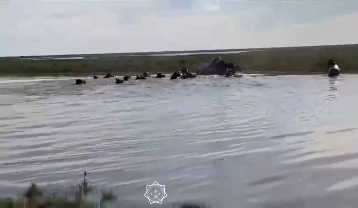 Десятки лошадей с жеребятами спасли от гибели в Атырауской области (ВИДЕО)